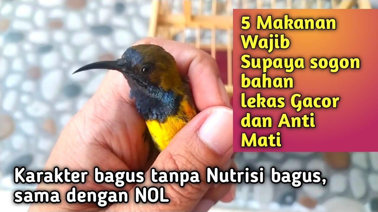 Daftar Gacor Aman: Tips Jitu Agar Burung Anda Selalu Bersuara Nyaring